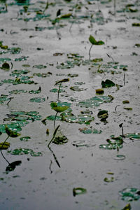 High angle view of wet leaves on plant