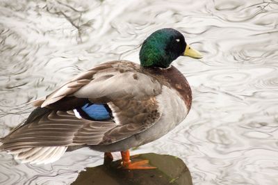 Close-up of mallard duck swimming in lake