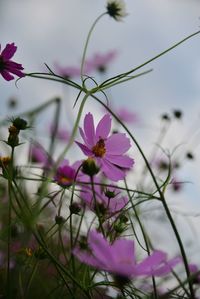 Close-up of pink cosmos flowers