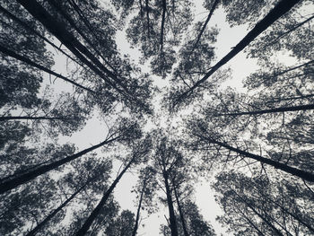 Low angle view of trees against sky