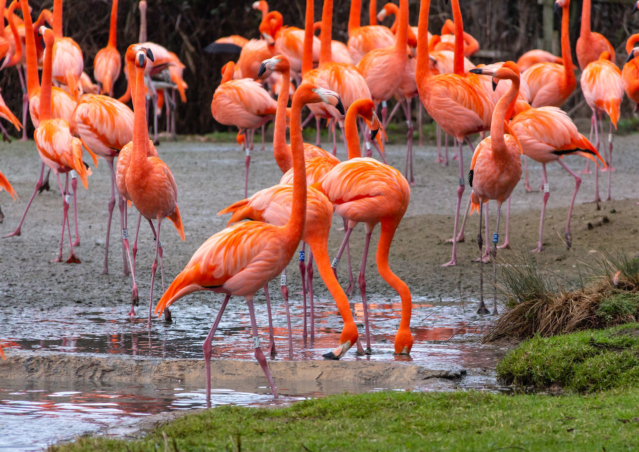 bird, flamingo, animals in the wild, animal themes, animal, group of animals, water, animal wildlife, vertebrate, orange color, large group of animals, pink color, lake, no people, day, nature, beauty in nature, outdoors, wading, flock of birds, mud, animal neck, freshwater bird