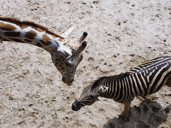 High angle view of zebra and giraffe on field