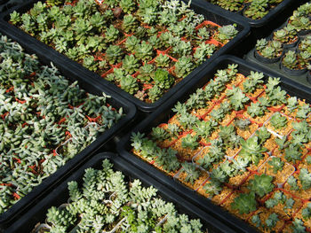 High angle view of multi colored plants