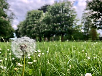 Close-up of dandelion flower on field