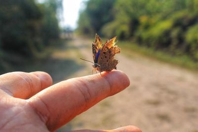 Close-up of butterfly on hand holding leaf