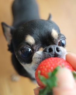 Close-up portrait of dog at home