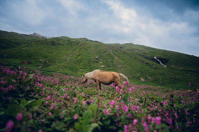 Horses on field against sky