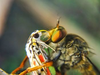 Close-up of insect