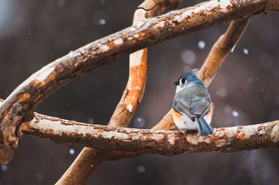 Low angle view of bird perching on branch