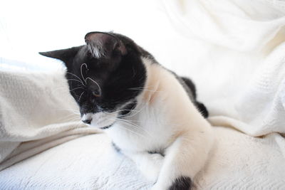 Close-up of a cat on bed