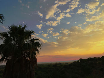 Palm tree on field against sky during sunset