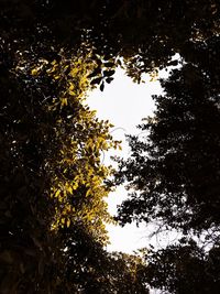 Low angle view of silhouette trees against sky