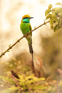 Bee eater in sri lanka
