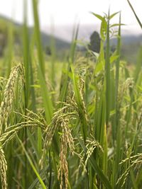 Close-up of crops growing on field against sky