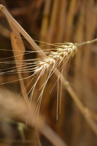 Close-up of stalks against blurred background