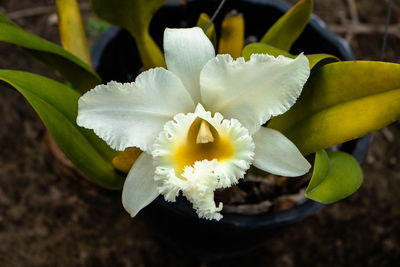 Close-up of white flowering plant