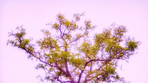 Low angle view of flowering plant against sky