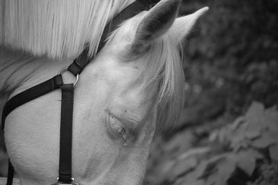 Close-up of a horse on field