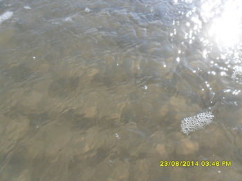 High angle view of jellyfish swimming in sea