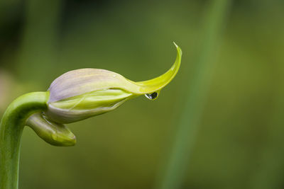 Close-up of green bud on plant