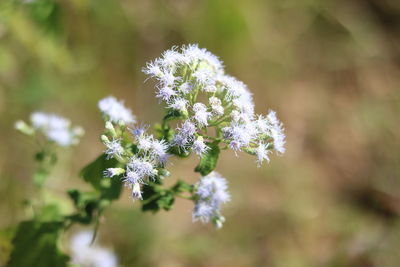 Close-up of white flowering plant