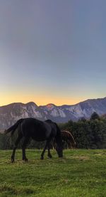 Horses grazing in a field