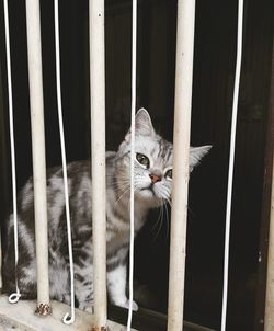 Portrait of a cat looking through metal railing