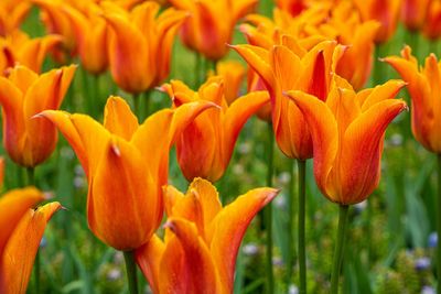 Close-up of orange lily flowers in field