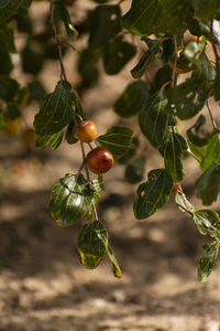 Close-up of berries growing on tree