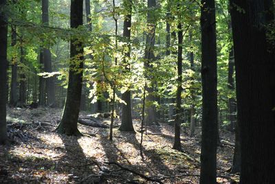 Trees in forest