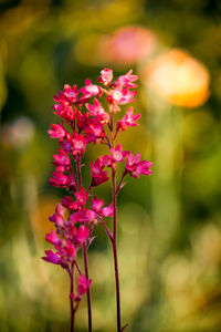 Close-up of pink flower