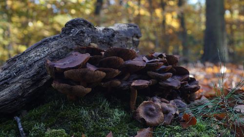 Close-up of tree stump on field