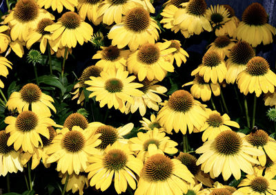 Full frame shot of yellow flowering plant