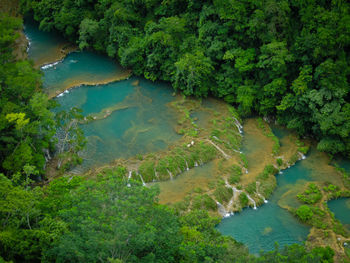 High angle view of river amidst trees in forest