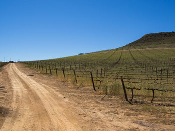 Scenic view of wine field against clear blue sky