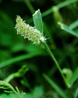 Close-up of caterpillar on plant