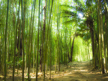 Bamboo trees in forest
