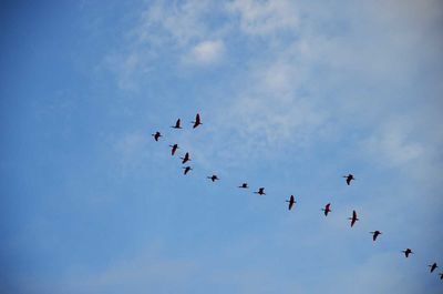 Low angle view of birds flying in sky