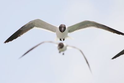 Birds flying against sky