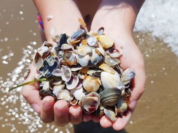 Close-up of person holding shells