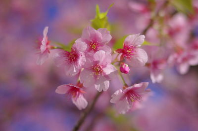 Close-up of pink cherry blossom