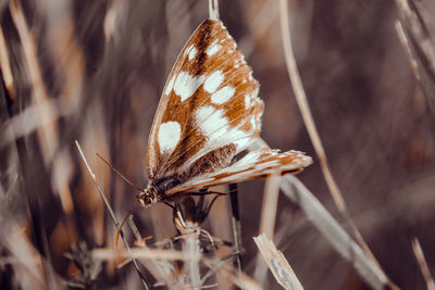 Butterfly on plant