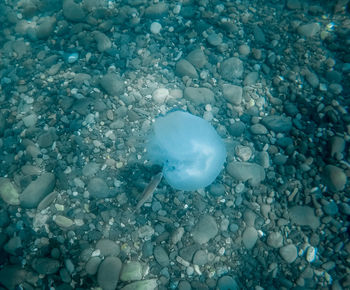 Full frame shot of jellyfish swimming in sea