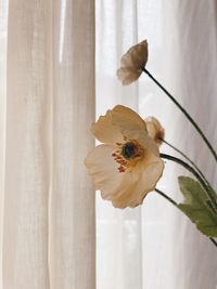 Close-up of white rose on window