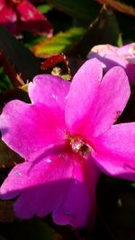 Close-up of pink flower blooming outdoors