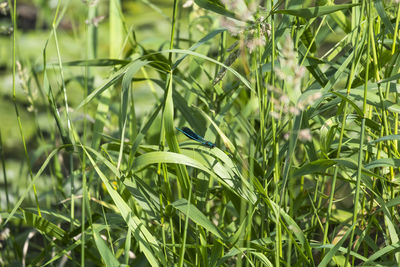 Close-up of plants growing on field