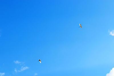 Low angle view of seagull flying against clear blue sky