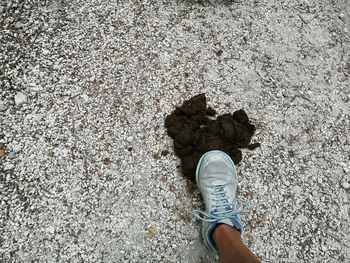 Horse dung along the trail