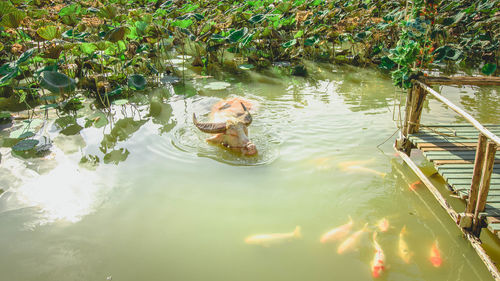 High angle view of ducks swimming in lake