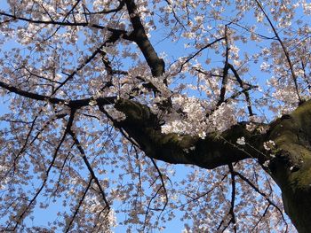 Low angle view of cherry blossoms against sky